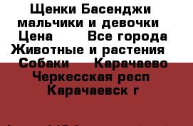 Щенки Басенджи ,мальчики и девочки › Цена ­ 1 - Все города Животные и растения » Собаки   . Карачаево-Черкесская респ.,Карачаевск г.